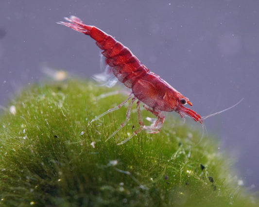 red fire neocaridina zwerggarnele im süßwasser aquarium auf einer mooskugel