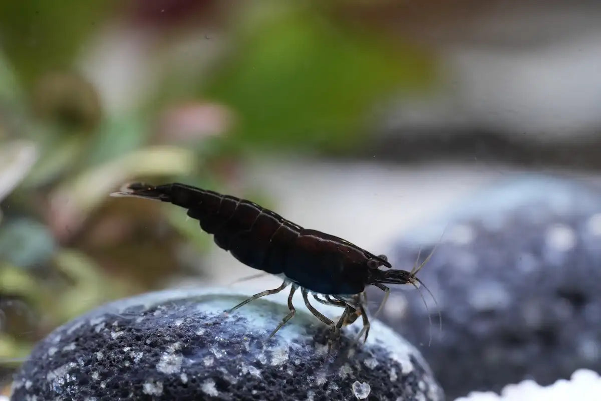 Black Sakura Zwerggarnele