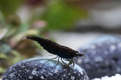 Black Sakura Zwerggarnele