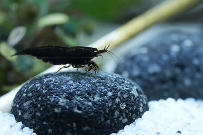 Black Sakura Zwerggarnele