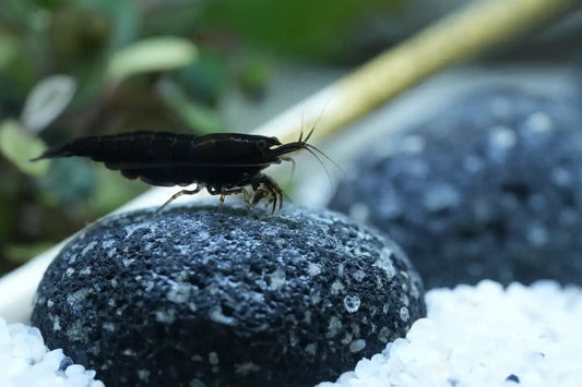 Black Sakura Zwerggarnele