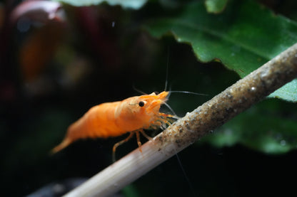 orangene Zwerggarnele die auf einem Futterstick  im aquarium sitzt im gut bepflanzten aquarium