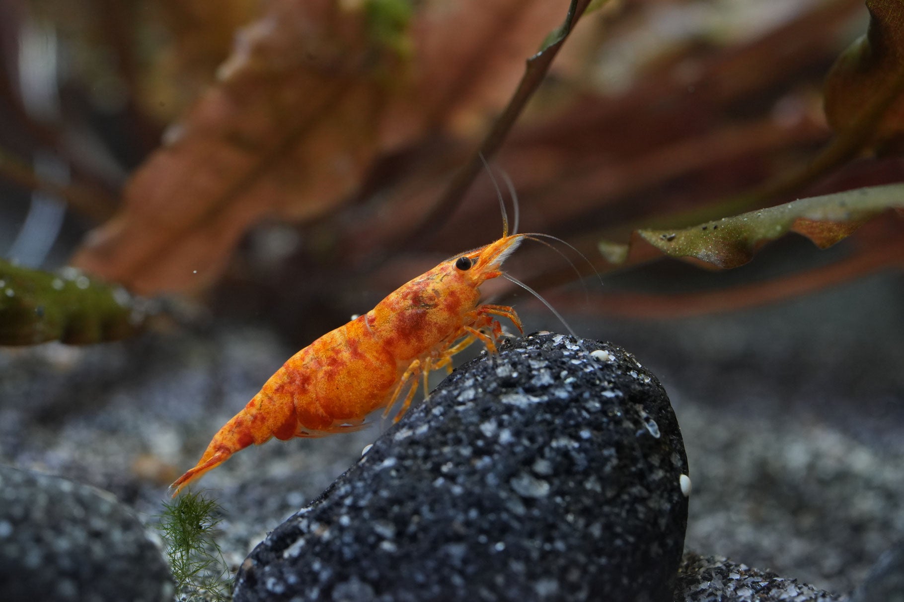 Zwerggarnele Neocaridina in orange mit roten Flecken den die auf einem Lavastein sitzt