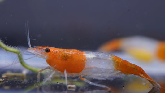 Orange Rili Neocaridina Zwerggarnele