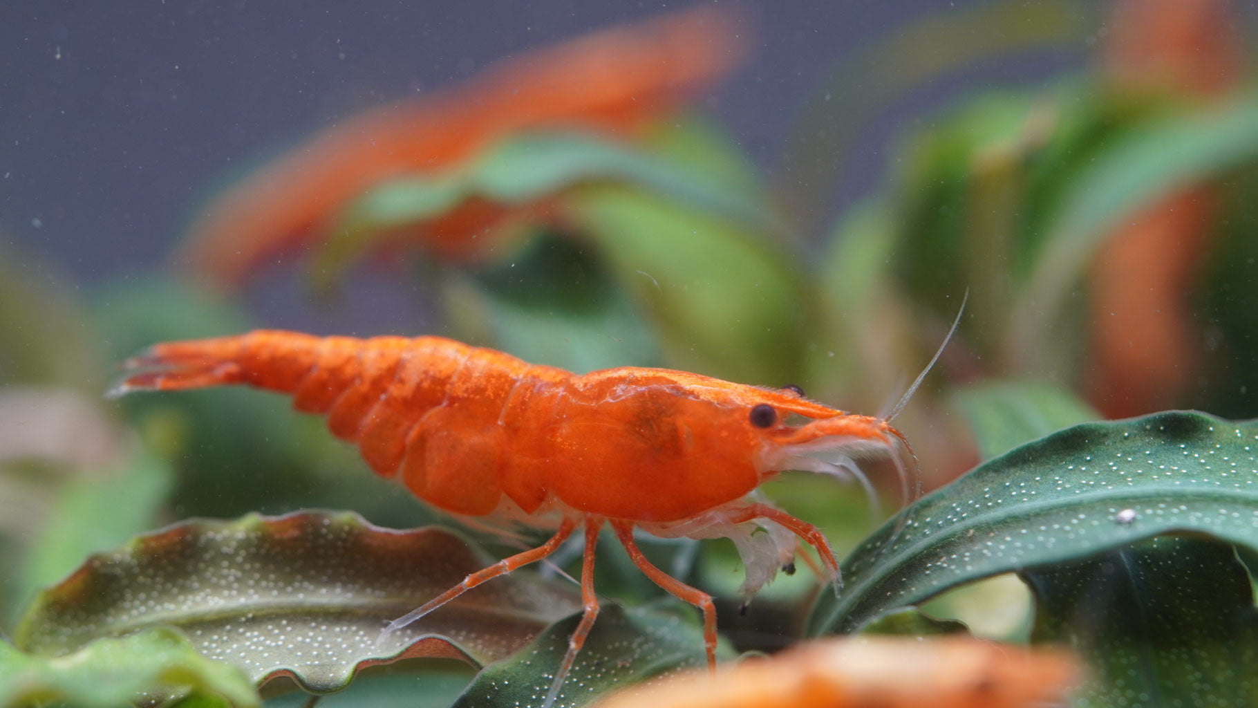 orangene Zwerggarnele auf einem im Bepflanzten Aquarium