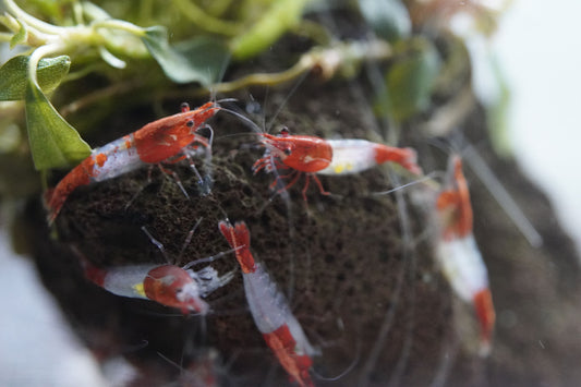 5 neocaridina rot weiße zwerggarnelen die auf einem Lavastein im süßwasser aquarium sitzen und fressen