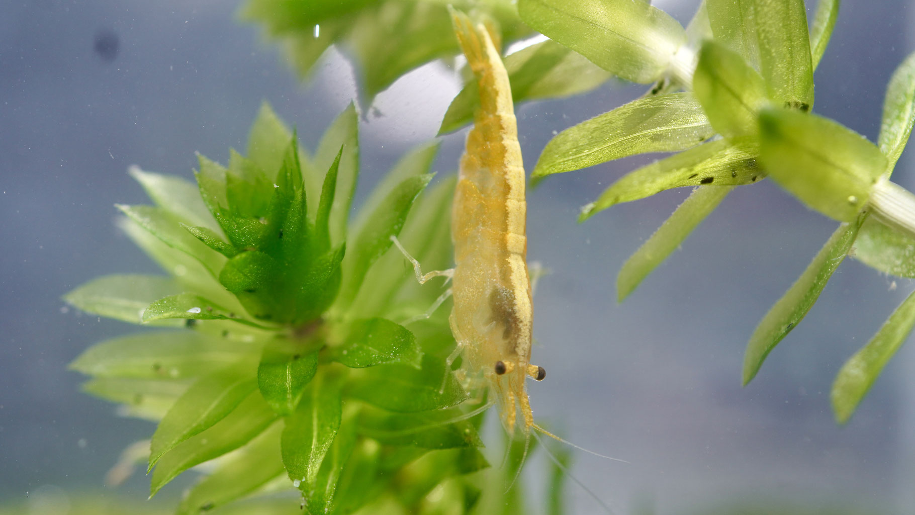 Zwerggarnele im süßwasser Aquarium  neocaridina yellow fire neon stripe die auf einem Blatt sitz
