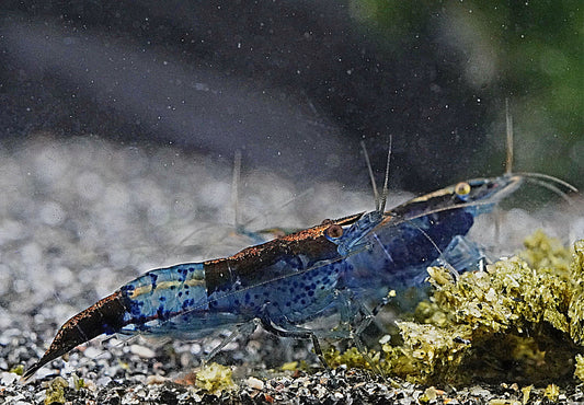 blau schwarze Zwerggarnele auf dunklen Bodengrund beim fressen