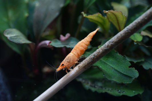orange gelbe Zwerggarnele die auf einem Garnelenstick sitzt und frisst im aquarium
