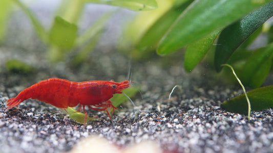 bloody-mare Zwerggarnele (neocaridina im Aquarium auf dunklen Bodengrund