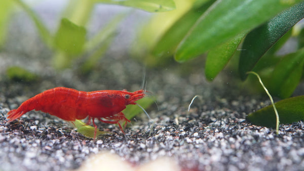 bloody-mare Zwerggarnele (neocaridina im Aquarium auf dunklen Bodengrund