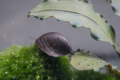 Batman Schnecke (neritina) auf einer Mooskugel beim fressen