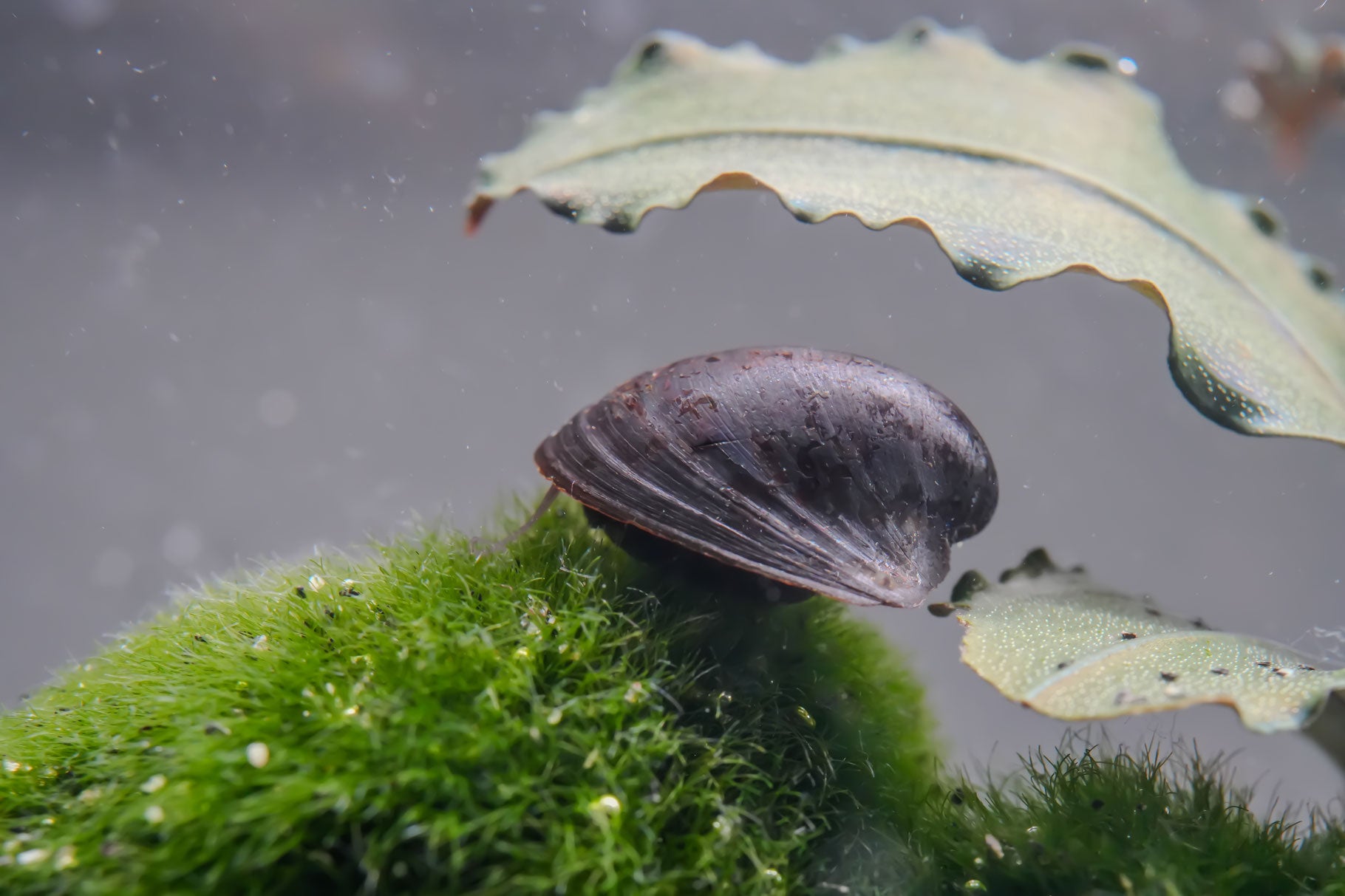 aquariumschnecke neritina Batman in Nahaufnahme im aquarium