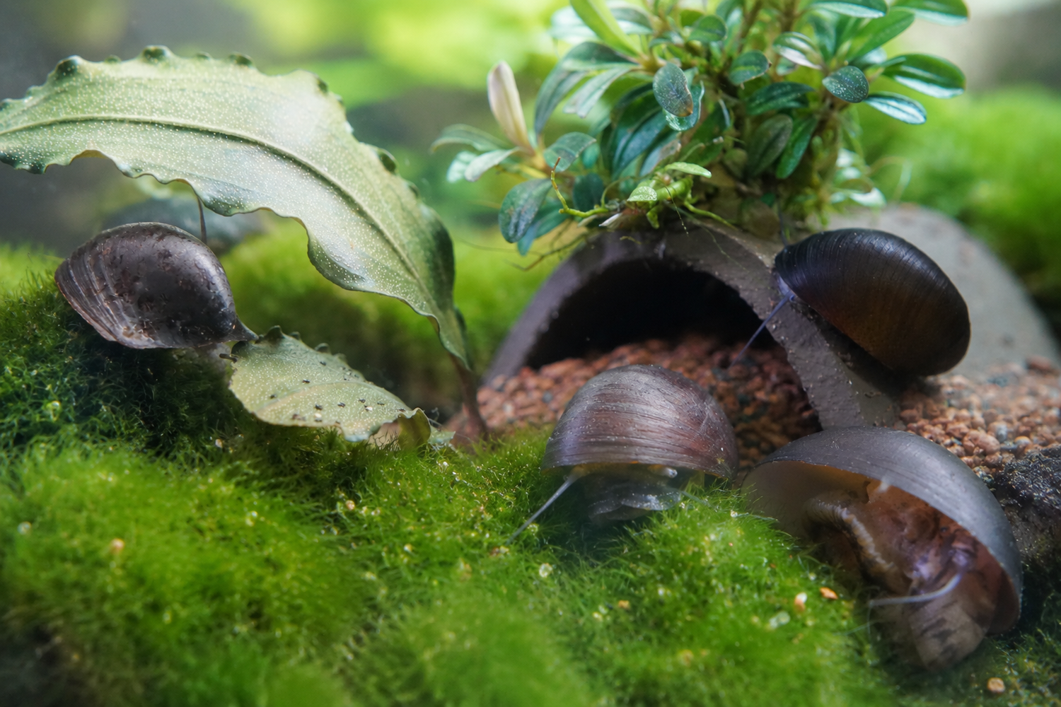 Stahlhelschnecke (Napfschnecke) beim Fressen auf einer Mooskugel in Nahaufnahme