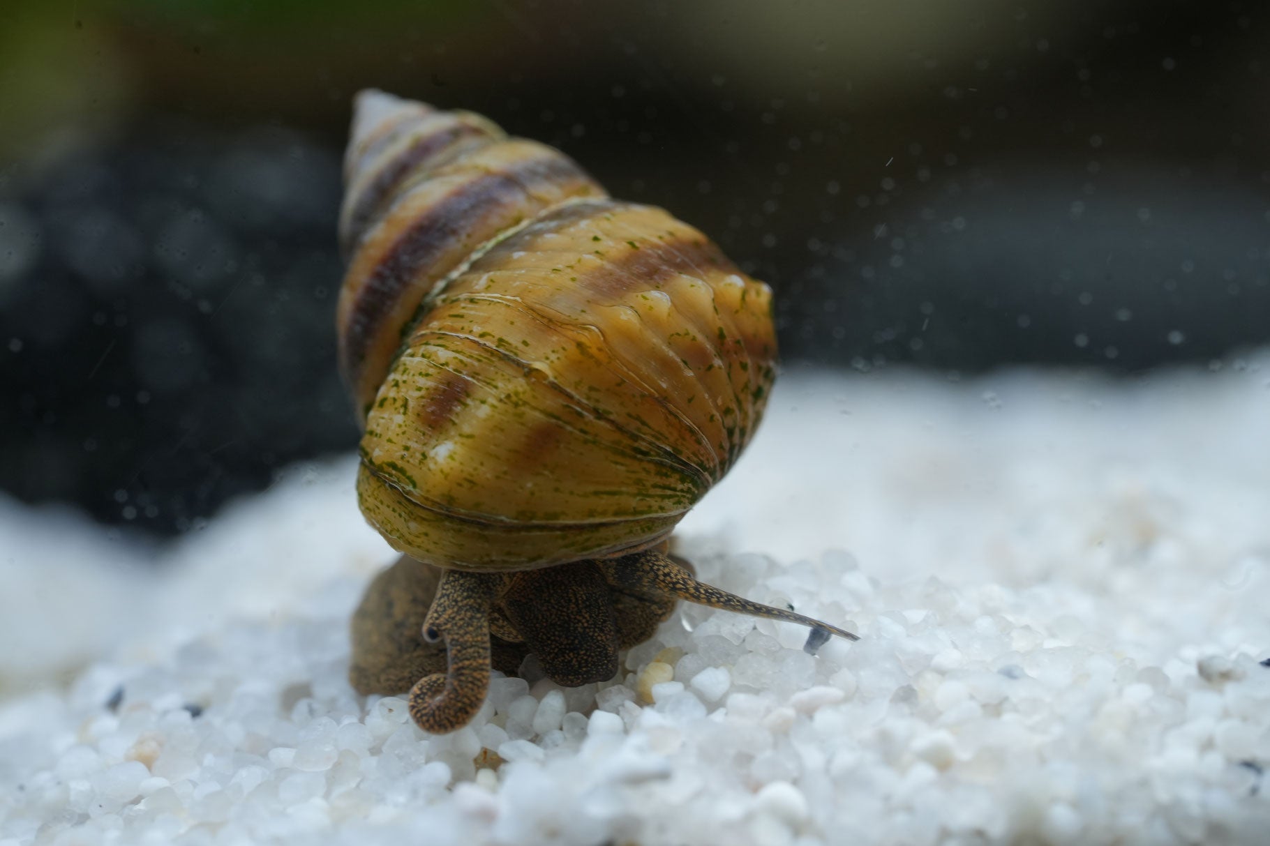 Männliche Pianoschnecke in Nahaufnahme auf weißen Bodengrund 