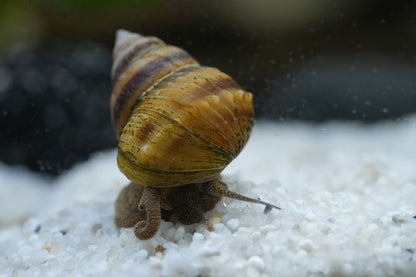 Männliche Pianoschnecke in Nahaufnahme auf weißen Bodengrund 