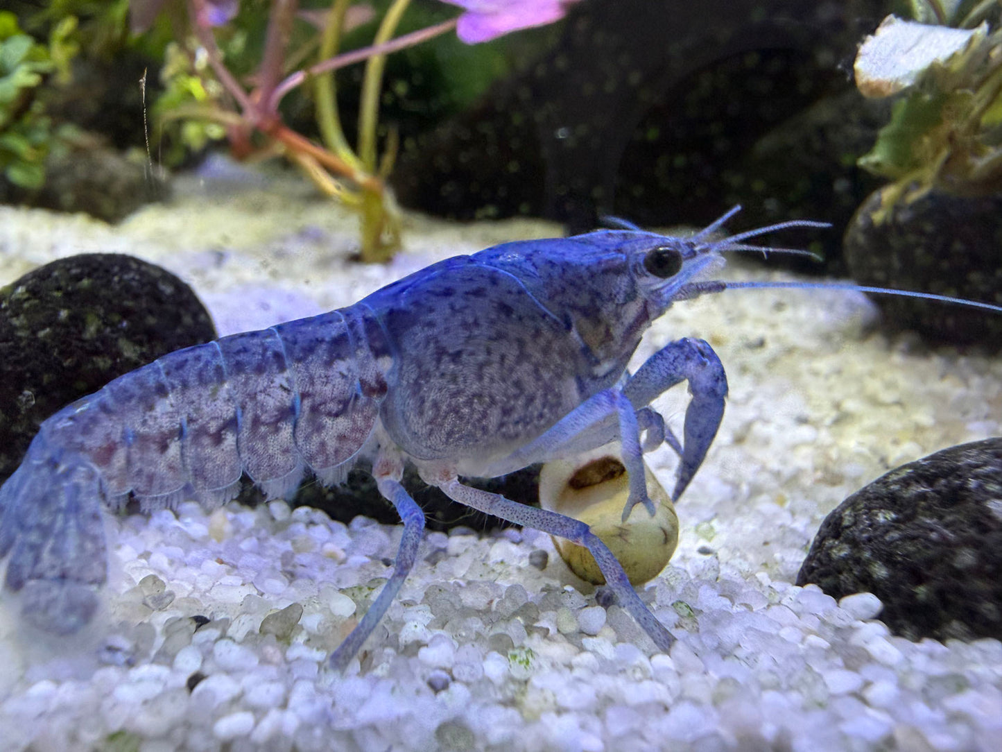 Blauer Floridakrebs (procambarus alleni) der eine Schnecke frisst