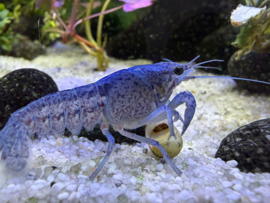 Blauer Floridakrebs (procambarus alleni) der eine Schnecke frisst
