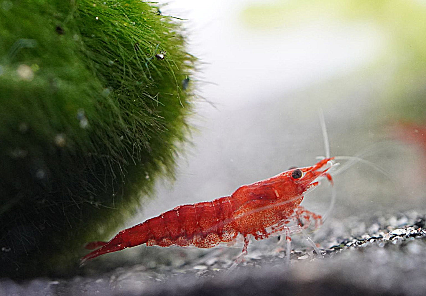 red fire zwerggarnele Neo caridina die in die kammera guckt