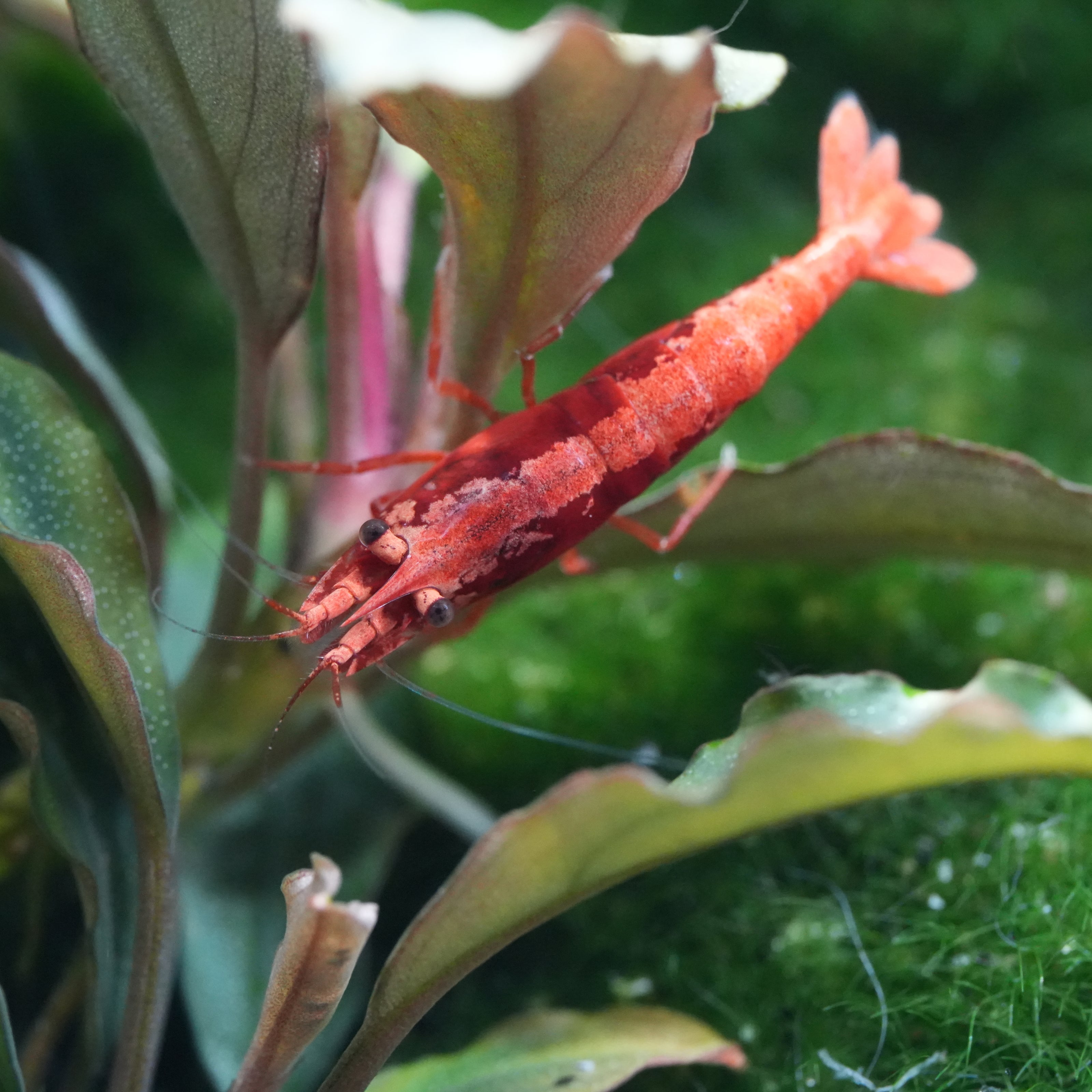 red sakura zwerggarnele (Neocardina davidi) auf einer Wasserpflanze