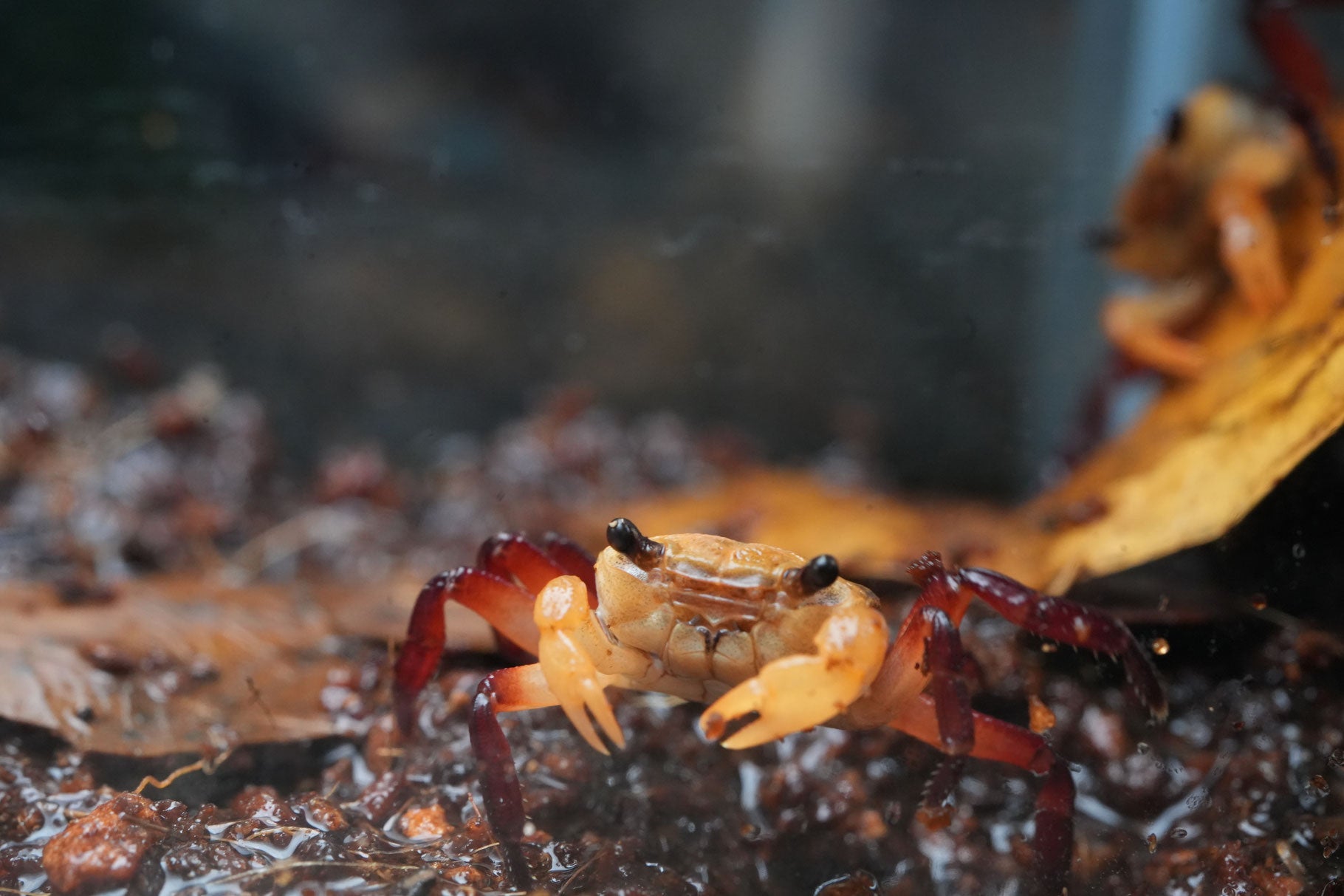 süßwasser Krabbe Lepidothelphusa in blau und rot und gelb für das paludarium