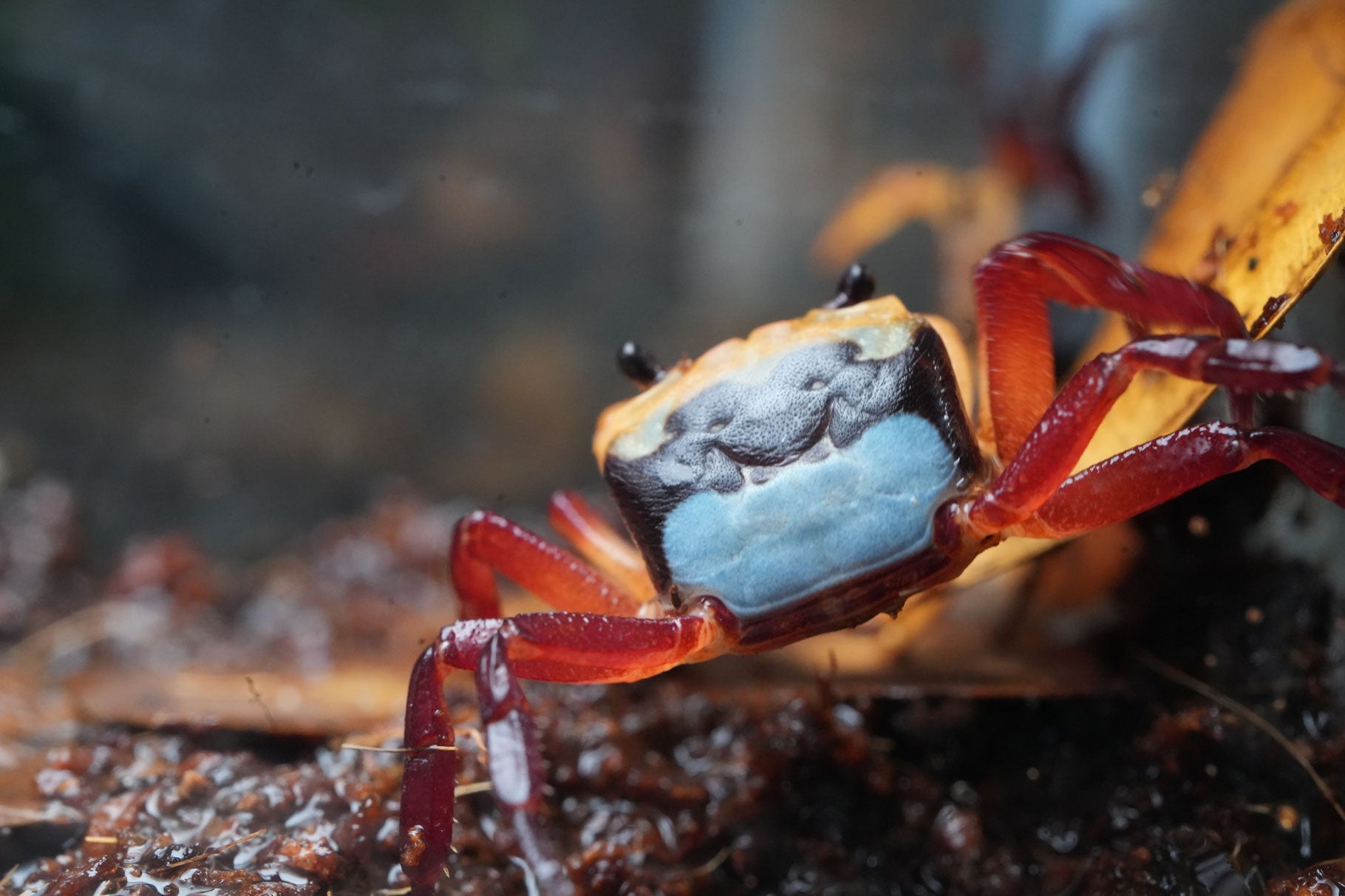 süßwasser Krabbe lepidothelphusa blau,gelb und rote  krabbe