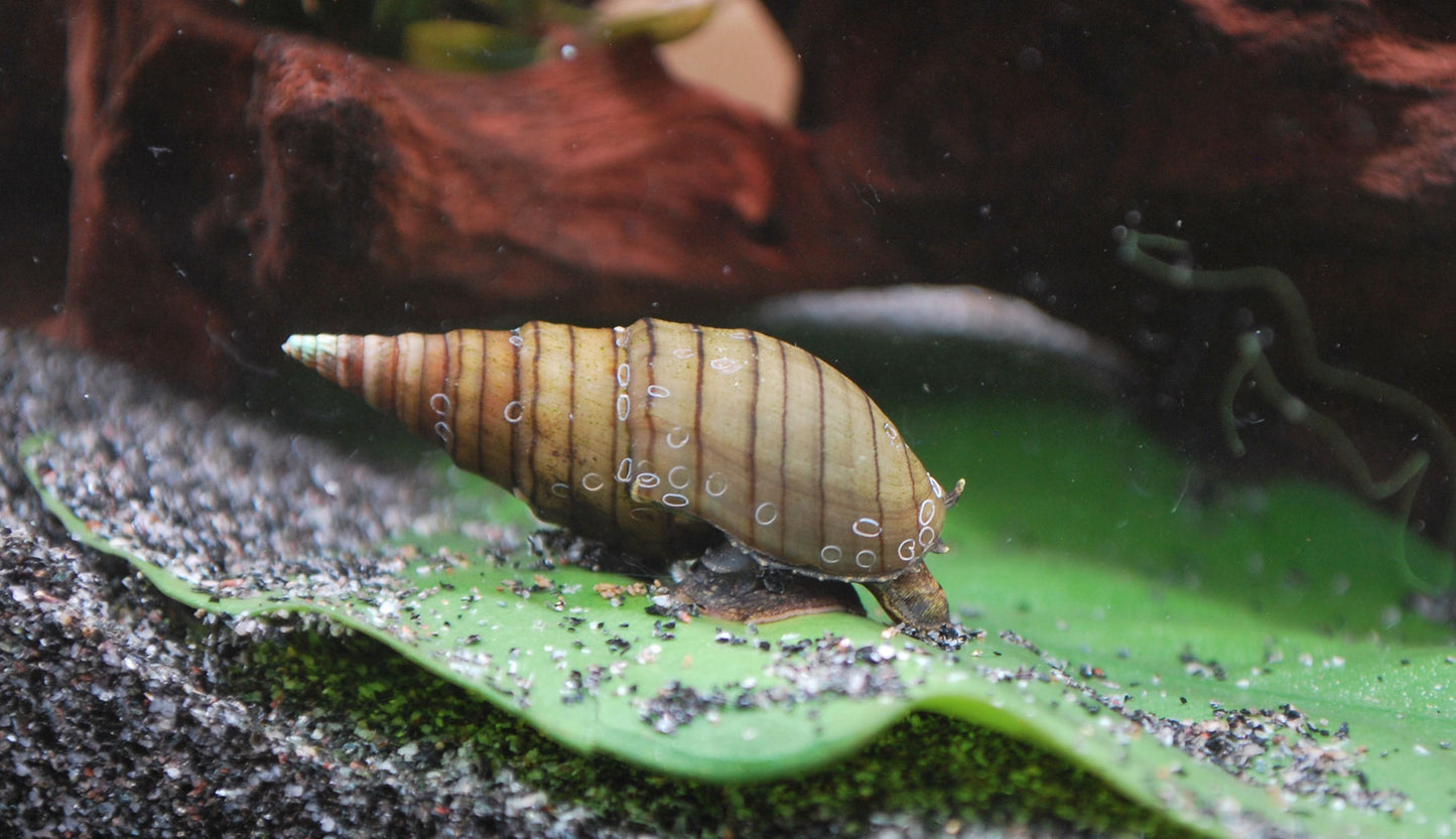 spiky Turmdeckelschnecke im aquarium beim fressen