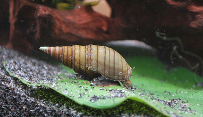 spiky Turmdeckelschnecke im aquarium beim fressen