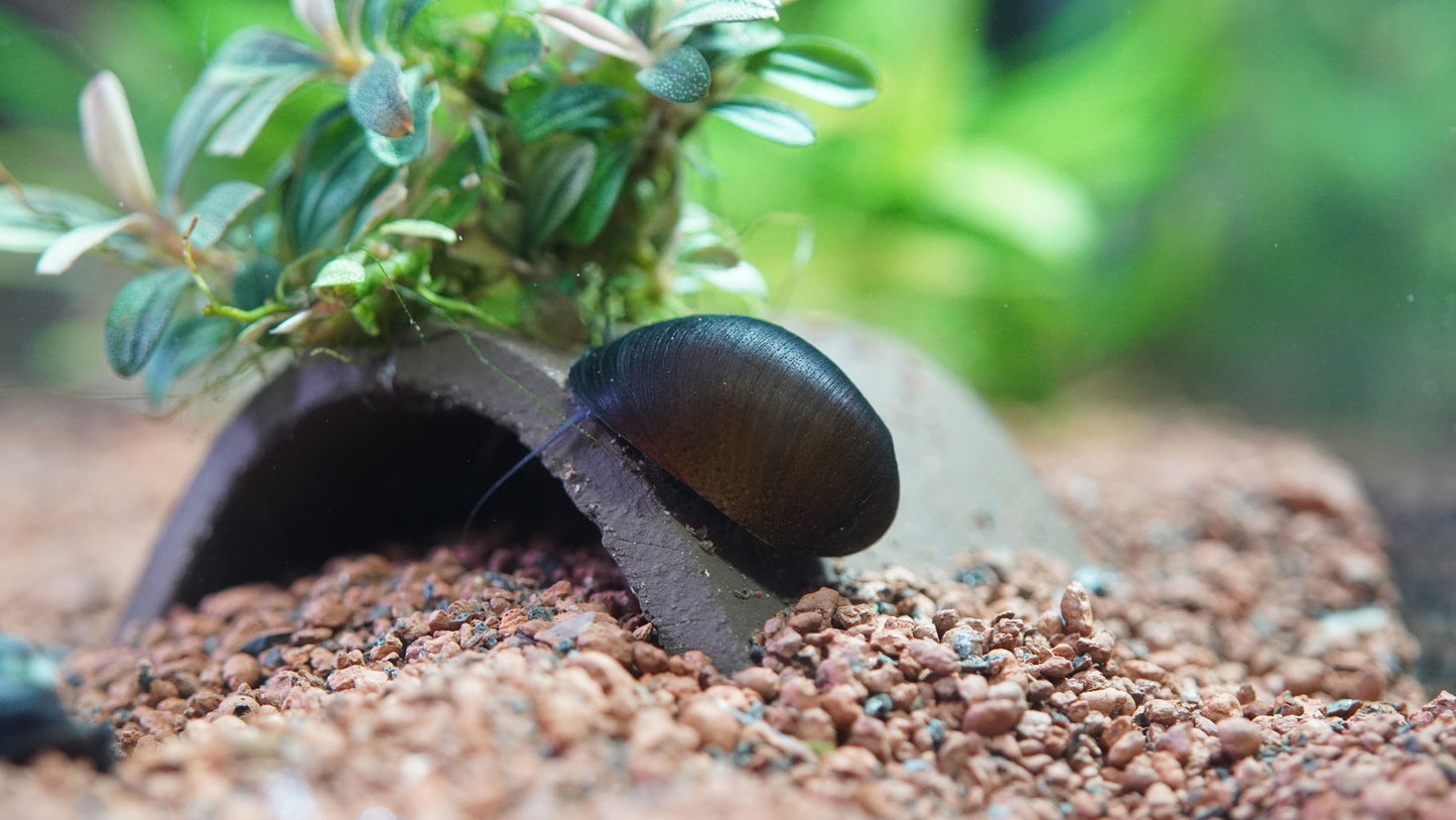 Stahlhelmschnecke (Napfschnecke) Neritina auf einer Höhle im Aquarium