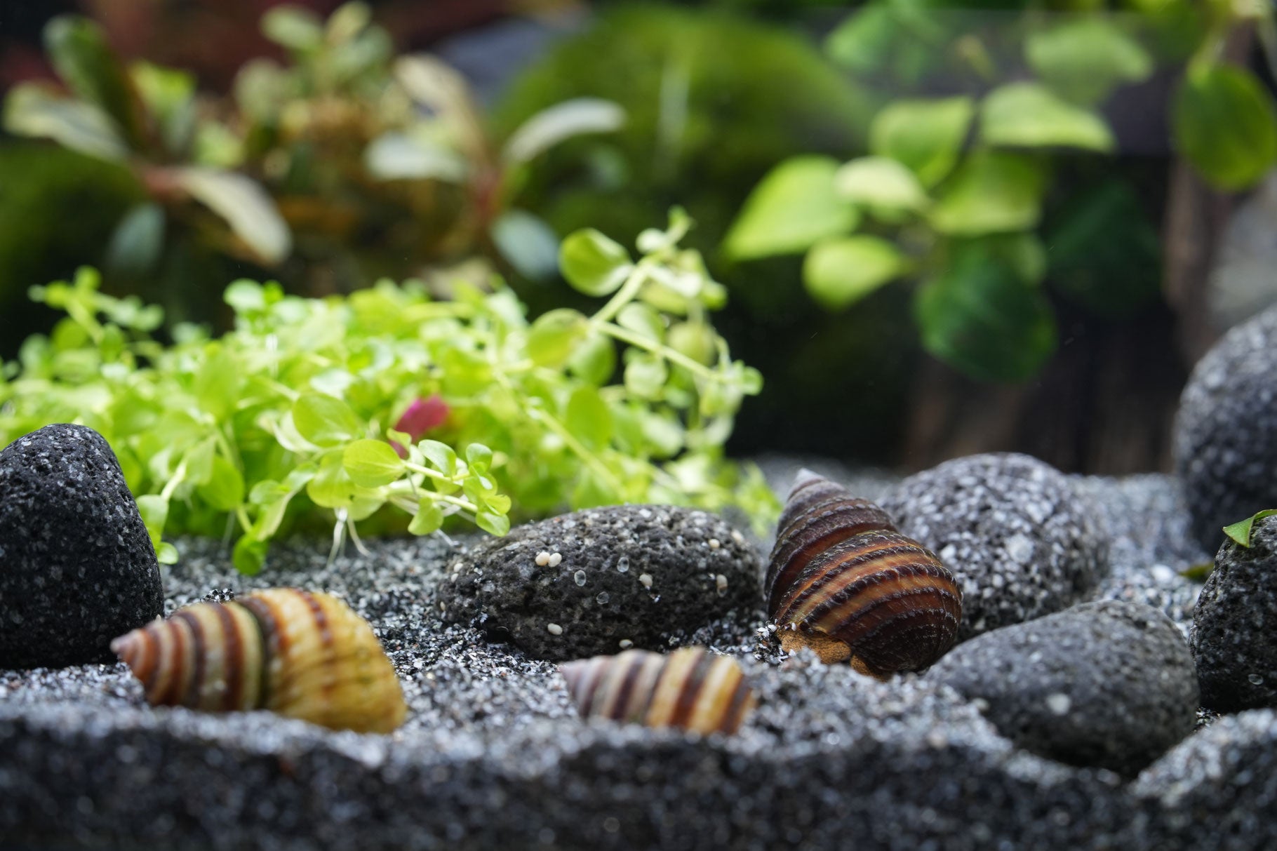 Pianoschnecken (tail naticoides) zwischen Lavasteine