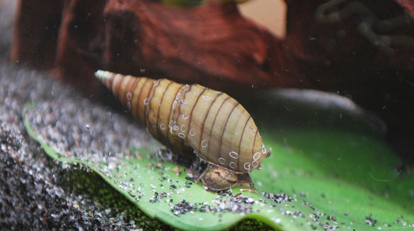 Turmdeckelschnecke (tarebia lineata) spiky auf einem grünen Blatt im aquarium