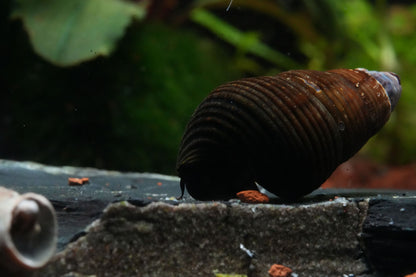 tylomelania Zwergperlhuhn Wasserschnecke im aquarium beim fressen