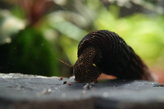 aquarium Schnecke Tylomelania mit goldenen Punkten und schwarzen Gehäuse