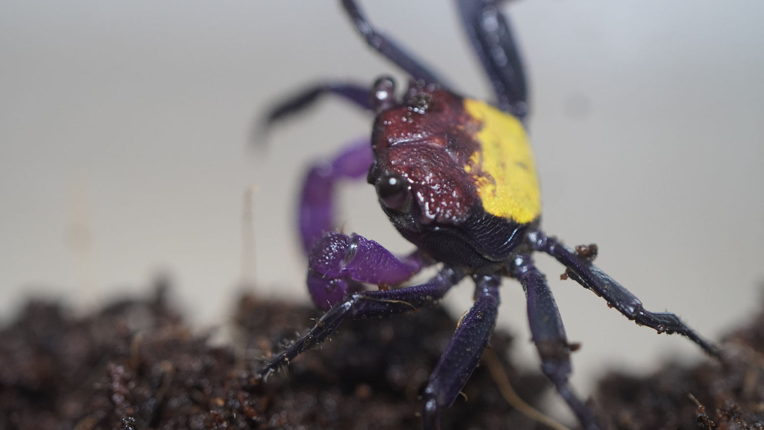 vampirkrabbe (geosesarma) dennerle auf dunklen Bodengrund