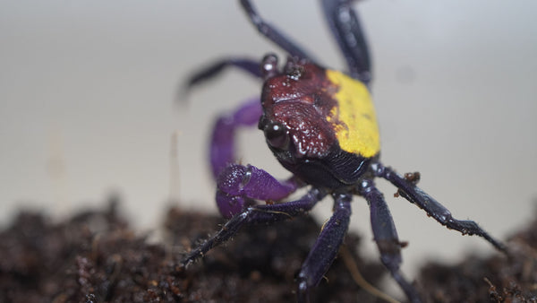 vampirkrabbe (geosesarma) dennerle auf dunklen Bodengrund