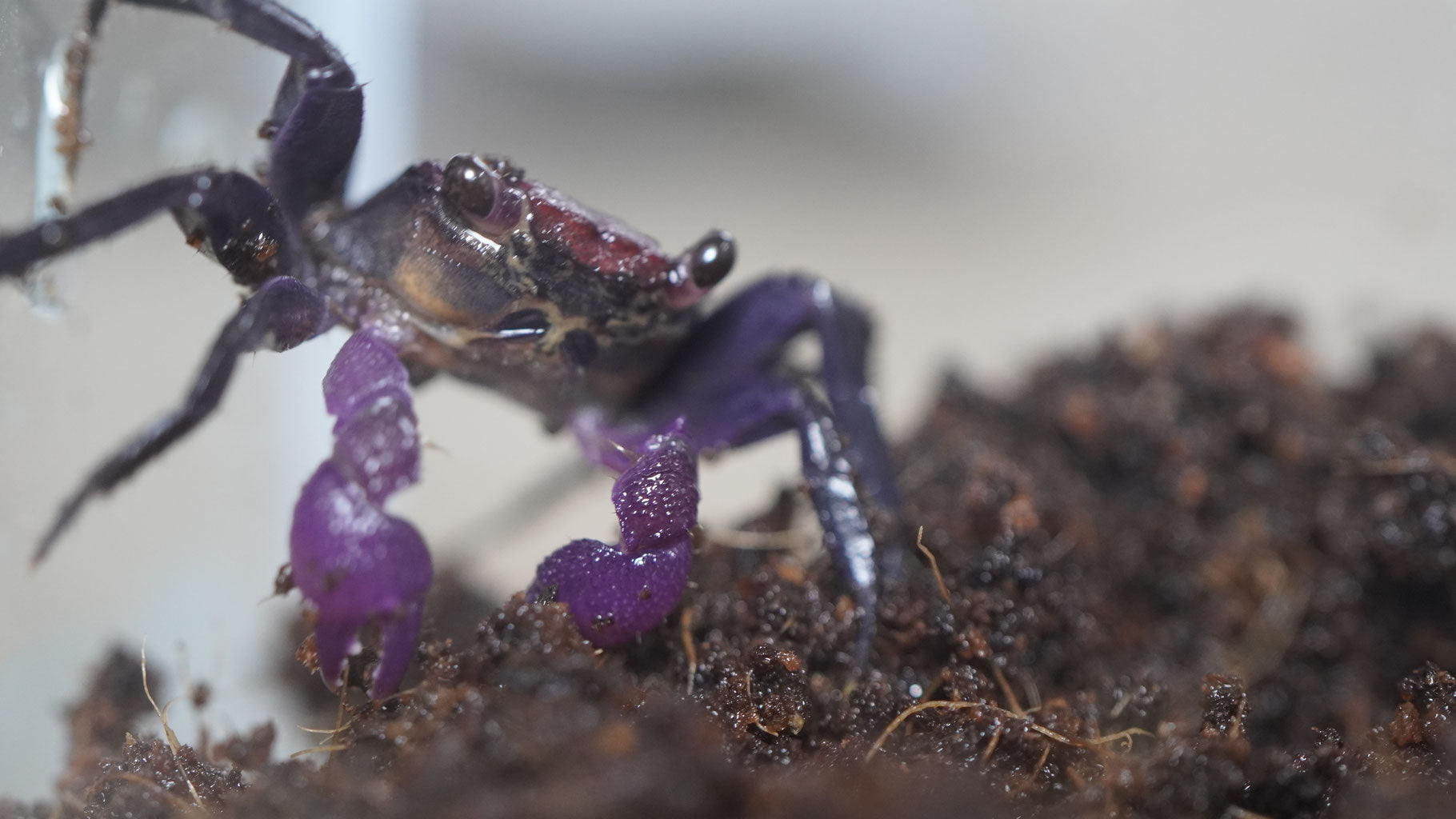 vampirkrabbe (geosesarma) dennerle auf im Terrarium
