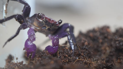 vampirkrabbe (geosesarma) dennerle auf im Terrarium