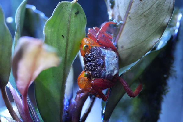 geosesarma vampirkrabbe Mandarin die auf einem grünen Blatt sitzt mit gelben äugen