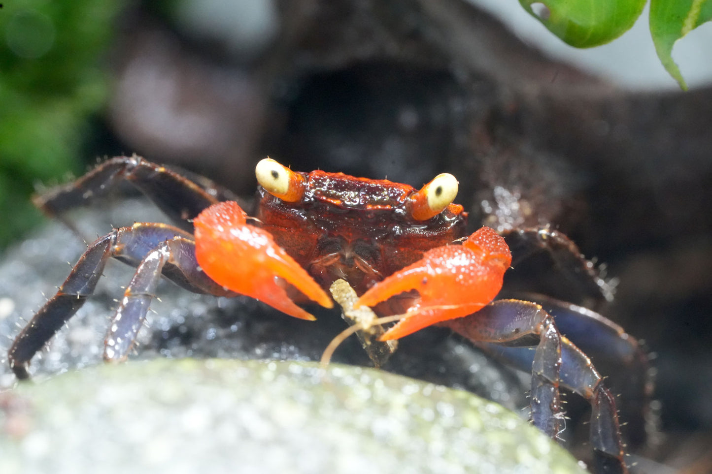 vampirkrabbe (geosesarma) Red Devil die auf einem Stein sitz