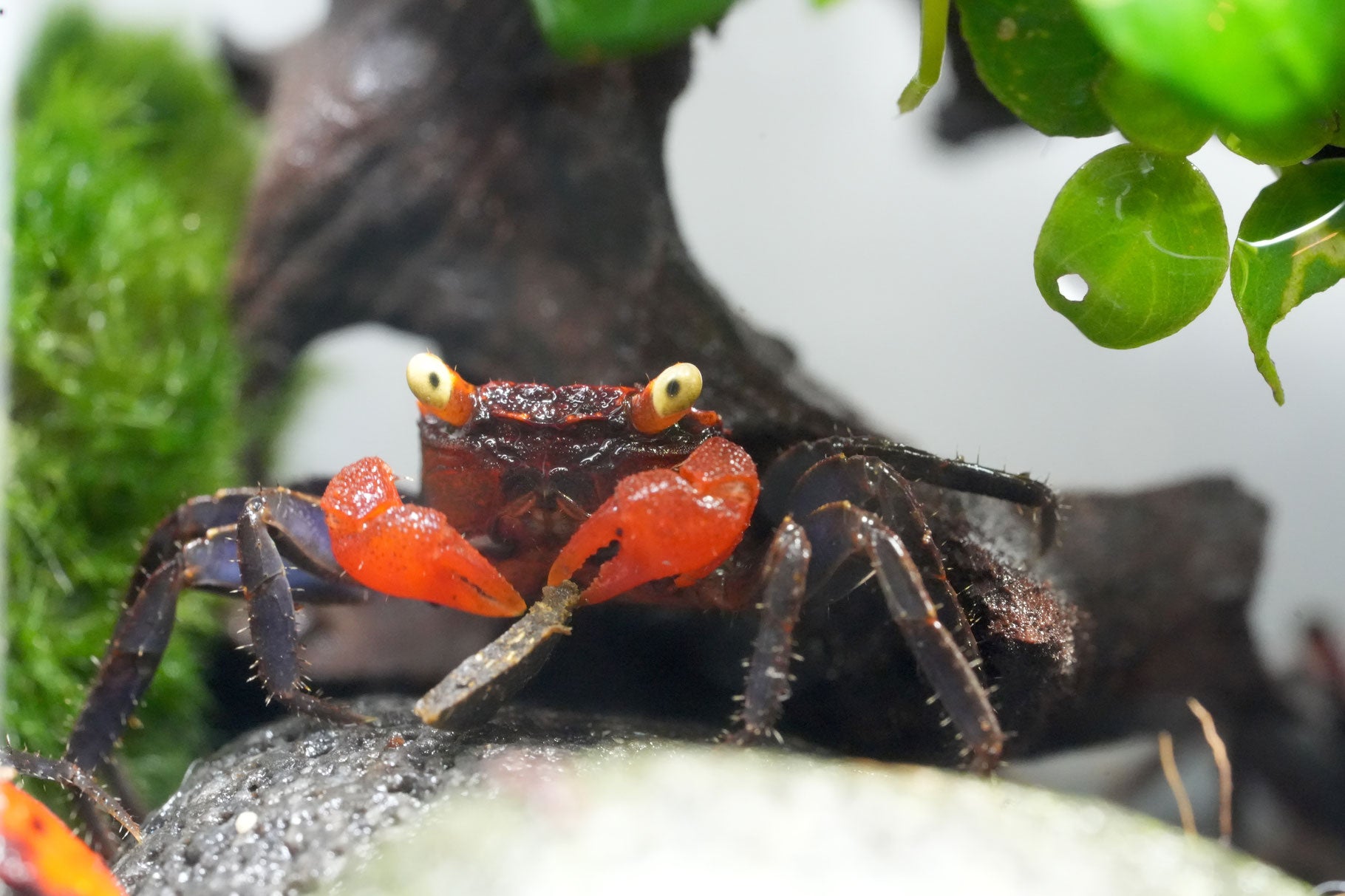 vampirkrabbe (geosesarma) Red Devil mit einem Futterstick in der Schere
