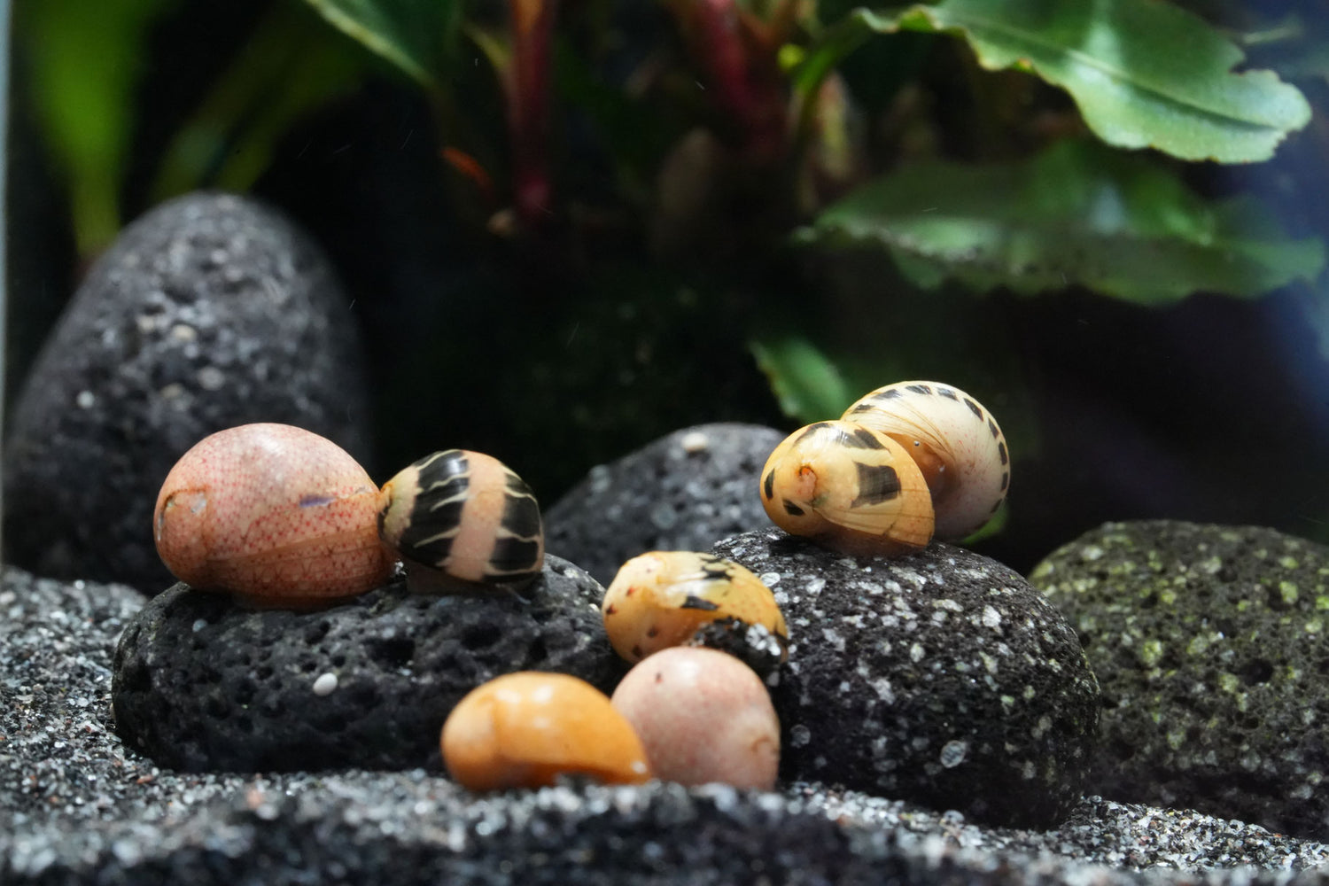 Geweihschnecken  clithon im Aquarium beim fressen  auf einem Lavastein
