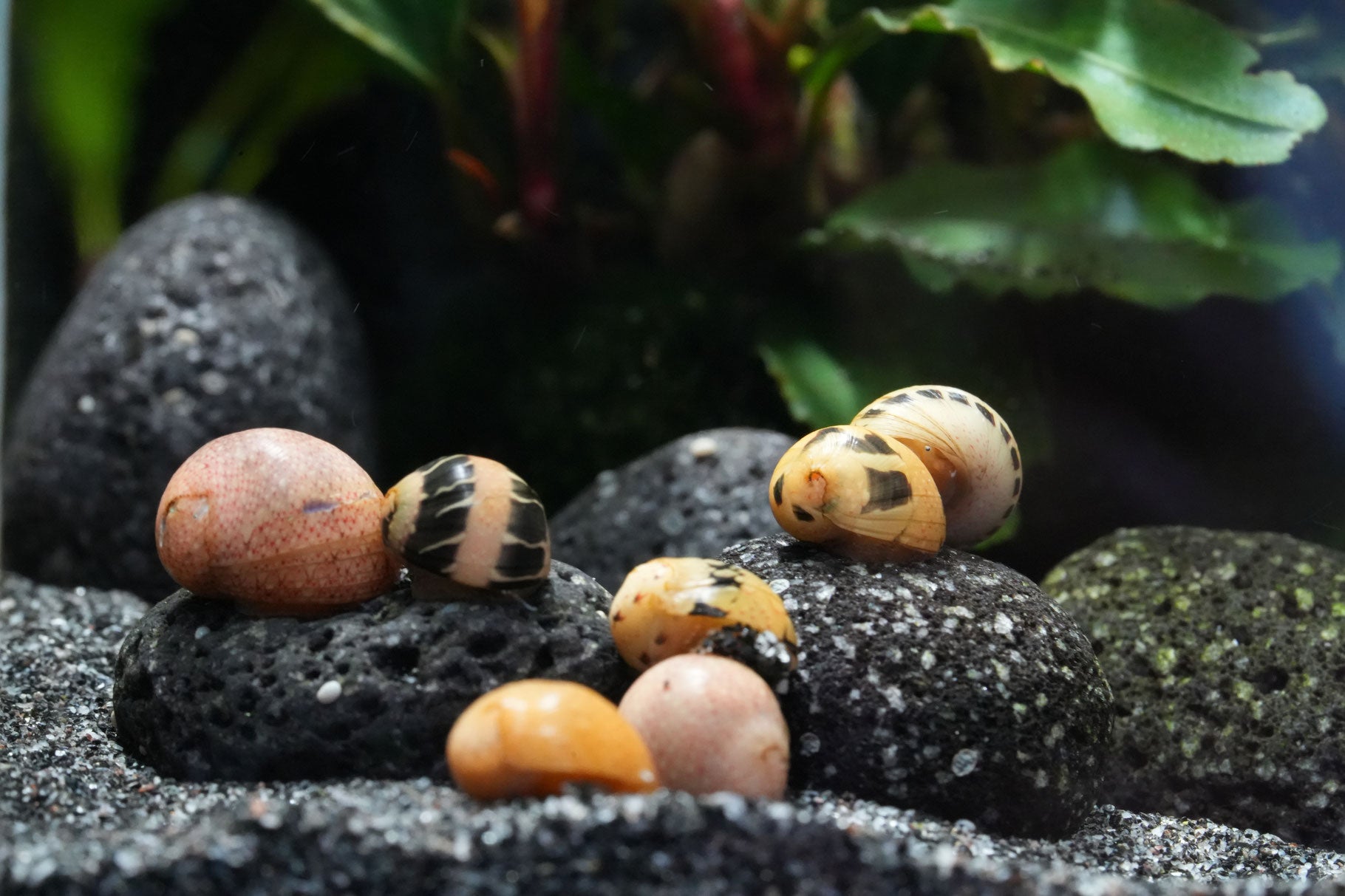 Geweihschnecken  clithon im Aquarium beim fressen  auf einem Lavastein