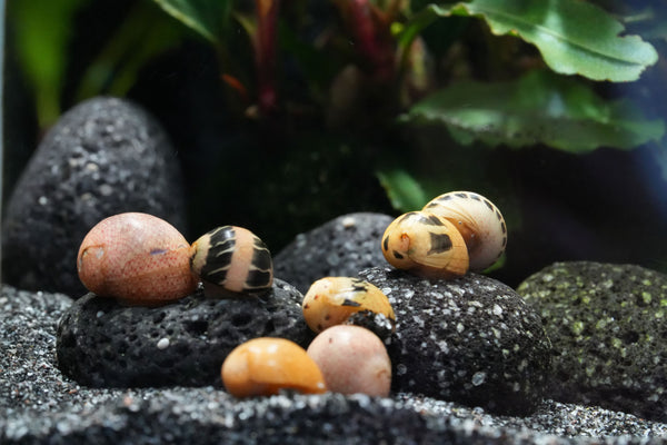 Geweihschnecken  clithon im Aquarium beim fressen  auf einem Lavastein