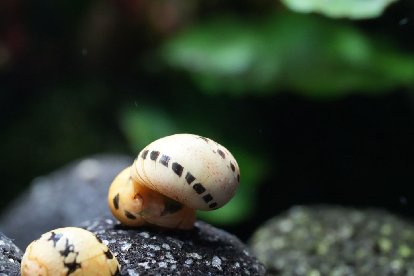 fancy-track geweihschnecke (clithon) Nahaufnahme im auquarium auf einem Lavastein