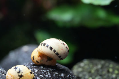fancy-track geweihschnecke (clithon) Nahaufnahme im auquarium auf einem Lavastein