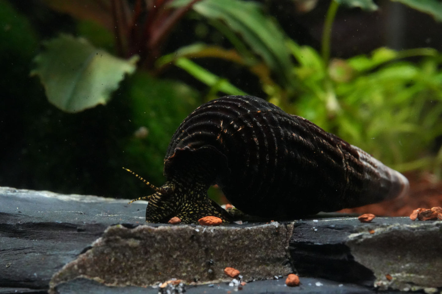 waserschnecke tylomelania spotted mit vielen gelben Punkten beim fressen im Aquarium