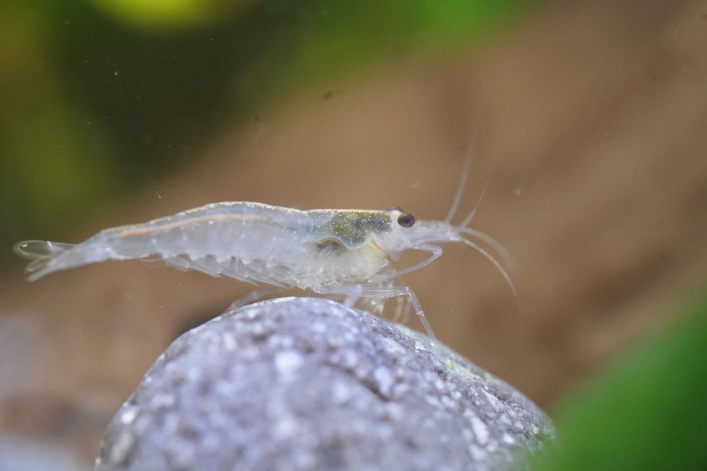 weiße Amano Garnele die auf einem Lavastein sitzt im süßwasser Aquarium
