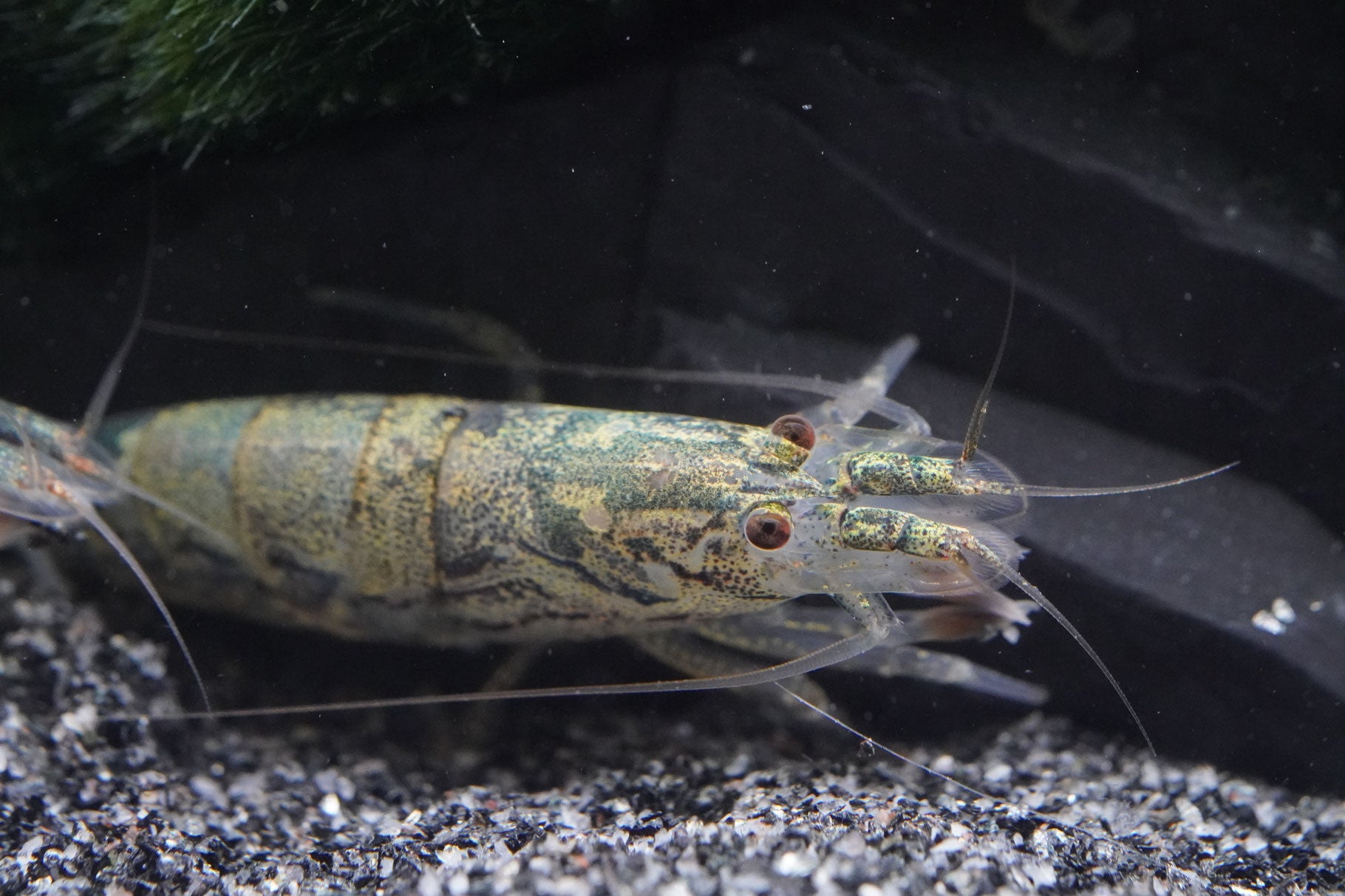 zwergfächergarnele Atyoida pilipes in den Farben grün,weiß und gelb für süßwasser Aquarien