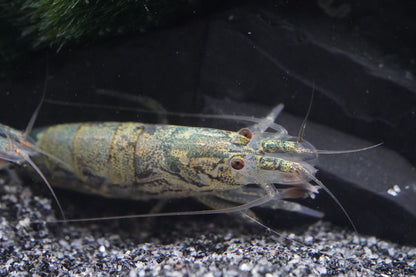 zwergfächergarnele Atyoida pilipes in den Farben grün,weiß und gelb für süßwasser Aquarien