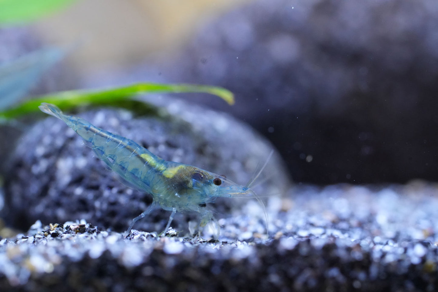 neocaridina blue jelly zwerggarnele die auf sandboden sitzt